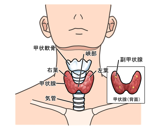 ホルモンや新陳代謝をコントロールする「甲状腺」とは？
